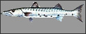 barracuda