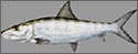 bonefish