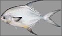 permit