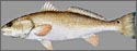 redfish