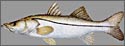 snook
