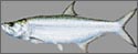 tarpon