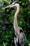 heron